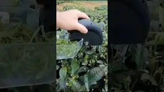 In the process of picking tea leaves, good equipment enhances the artisan's skills