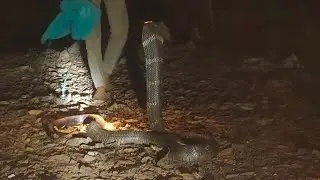 King Cobra rescue14 feet highly venomous snake of world snake catcher maaz sayed sirsi   6364660978
