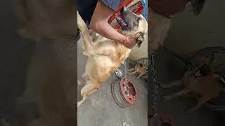 German Shepherd sales pH.no.9842627387
