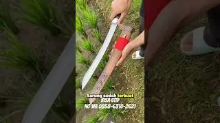#fypシ #joinlive #live #livegolok #goloktebas #jualangolok