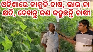 How to earn money by cucumber farming, Cucumber Farming all details explained by Farmer in Odia,