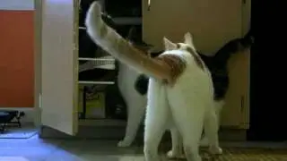 Devious Book For Cats-What's In There?