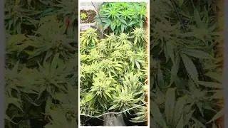 Cannabis Gardening Is Good for You | Growing Plants, Growing Yourself
