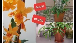 укрощение ОРХО-СТРОПТИВОГО:  Dendrobium Stardust