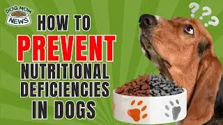 Why Look For GMO-Free and Human-Grade Dog Food For Your Dogs? (Interview Highlights)