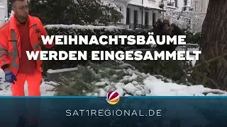 Weihnachtsb&auml;ume ad&eacute;: Stadtreinigung sammelt ausgediente Tannen ein