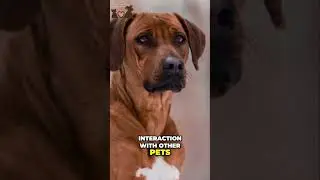 🤩 Unlock the Secrets to Training a Well Mannered Rhodesian Ridgeback #rhodesianridgeback #ridgeback