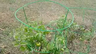 Garden week 32