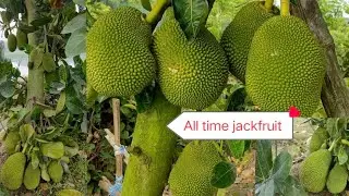 Vietnam all time pink jackfruit all india online home delivery available plant 