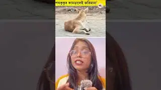 Is Feeding Stray Dogs Illegal? The Supreme Court&rsquo;s Warning : Dog Bite Law