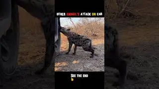 Other Animal's attack on car Vs Lion🤯☠️ | #shortsfeed #shorts #lion #youtubeshorts #viral #wildlife