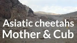 Asiatic cheetahs | Mother & Cub