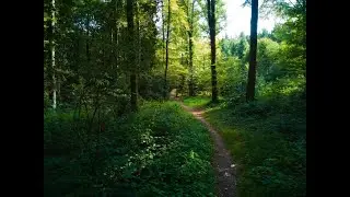 Aarau - Im Wald (Wildpark Roggenhausen) - 4K 🇨🇭