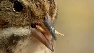 How can a tree sparrow eat rice seeds?  참새가 볍씨를 까먹는 신기한 장면