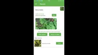 PlantSnap identifies an American Spikenard (Aralia racemosa)