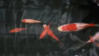 How Do Fish Breathe Underwater? A Fun Dive into Science for Kids!