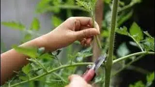 What's a Tomato Sucker and What Do You Do About It