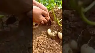 Gently Harvesting Fresh Groundnuts from the Soil During the Early Growing Season
