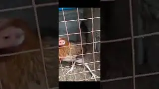 in-breeding 