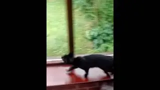 Cat Jump