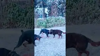 Hello  Ghaye  my vlog video send kr rhi thi  Doberman or lebar Dog so I am chnl Name @Dilipmahto -n7