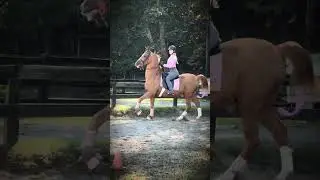i 🩷 saddlebred saturdays|#horse #equestrian #saddlebred #saddleseat #saddlebredsaturday