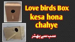 Best nest box for love bird design size breeding #zsaviary