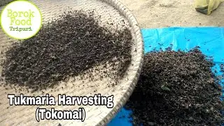 Tukmaria Harvesting // Tokomai // Borok Food Tripuri