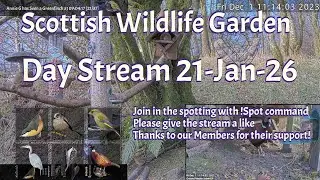 Day Stream January 21st 2026 | Bird Feeders, Wildlife Cameras Scotland UK from SWG