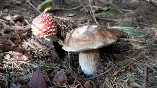 Funghi velenosi | Amanita muscaria, la 