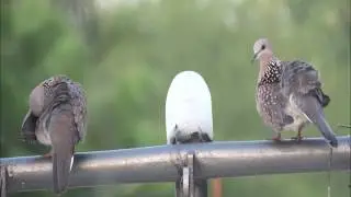 COMMON BIRDS OF CAUVERY DELTA 15  SPOTTED DOVE