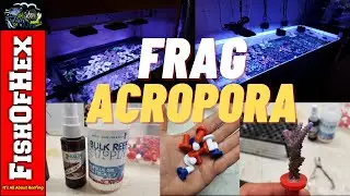 How To Frag Acropora and Reduce Coral Stress