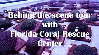 Preventing Coral Extinction with Florida Coral Rescue Center.