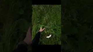 #shortvideo #рыбалка #fishing #щука #спиннинг