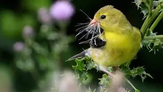 American Goldfinch: Bird In The Spotlight