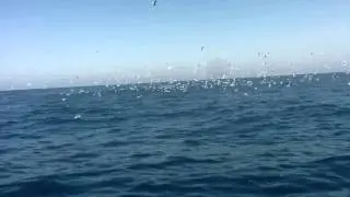 Diving terns