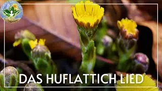 Huflattich Lied - Husten hat ich drum nahm ich Huflattich