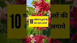 गर्मियों में यह 10 पौधों की बेल जरूर लगाये/ Top 10 Permanent Vine Plant #shorts #ytshorts #gardening