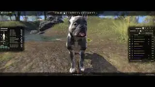 Elder Scrolls  Online  Bugs