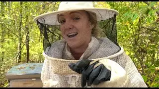 WHY We DON'T Feed Sugar Water To Our Bees / Beekeeping 101 #beekeeping