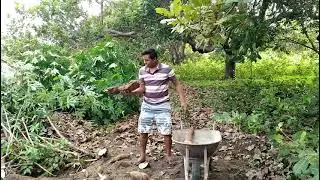 Como fazer farinha do inicio. Manipeba a mandioca gigante