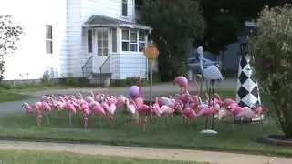 Fourth Flamingo Display of 2020