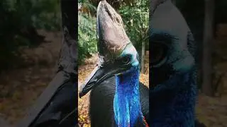Largest flightless bird #nature #shorts