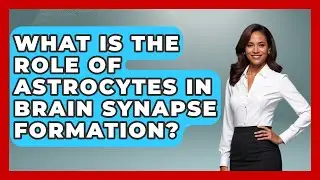 What Is The Role Of Astrocytes In Brain Synapse Formation? - Brain Development Hub