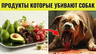 12 распространенных продуктов, которые могут убить вашу собаку