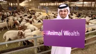 QDB Brand Film - English