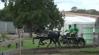 Martin H&Ouml;LLE (HUN) - CAI***, H2, Lipica (Slovenia), marathon driving, obstacle Nr. 5, 01.10.2022