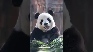 Panda Fei Yun Cute Moments #panda #cute #animals #feiyun #dalian #fypシ #vlogs #cutepanda #moments