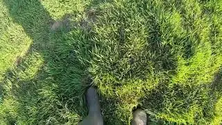 Gundog training Teaching left and right to your Dog
