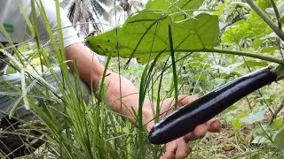 Eggplant ( talong  ) farming update picking stage silip nalang din sa Ampalaya.. 